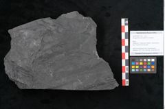 Foto (Objekt + Etikett) von Noeggerathia palmaeformis Goeppert (NHMW-GEO-2024-0188-10738)